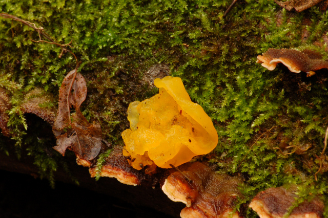 Steccherinum bourdotii